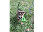 Adopt Mulan a Tricolor (Tan/Brown & Black & White) Basset Hound / Corgi / Mixed