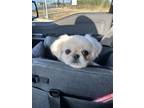 Adopt DohG a White - with Tan, Yellow or Fawn Pekingese / Mixed dog in San
