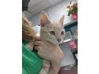 Adopt Boyle a Tan or Fawn Domestic Shorthair / Domestic Shorthair / Mixed cat in
