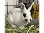 Adopt Freckles a White American / Dwarf / Mixed rabbit in Pomona, NY (39111634)