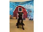 Adopt Bailey* a Black Labrador Retriever / Mixed dog in Anderson, SC (39087237)