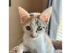 Adopt Valkiray a Calico or Dilute Calico Domestic Shorthair / Mixed cat in Las