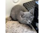 Adopt Gaia a Gray or Blue American Shorthair / Mixed cat in Eureka Springs