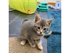 Adopt Posieden a Gray or Blue American Shorthair / Mixed cat in Eureka Springs