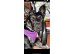 Adopt Salsa a Brindle German Shepherd Dog / Pitsky / Mixed dog in Frackville