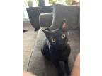 Adopt Atiena a All Black American Shorthair / Mixed (short coat) cat in Houston