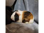 Adopt Beth a Guinea Pig small animal in Asheville, NC (39111454)