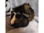 Adopt Meg a Guinea Pig small animal in Asheville, NC (39111453)
