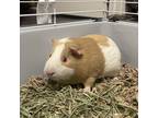 Adopt Amy a Guinea Pig small animal in Asheville, NC (39111452)