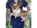 Adopt Ruby a Red/Golden/Orange/Chestnut - with White Papillon / Mixed dog in