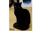 Adopt Binx a All Black Bombay / Mixed (short coat) cat in Oakland Park