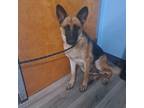 Adopt Barb a Black German Shepherd Dog / Mixed dog in St. Louis, MO (39111331)