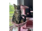 Adopt Starchy a Brown Tabby Domestic Shorthair / Mixed (short coat) cat in