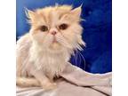 Adopt Bertrum a Orange or Red Persian / Mixed cat in Fort Worth, TX (39111289)