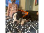 Adopt Angel a Black Catahoula Leopard Dog / Mixed dog in Fairfax Station
