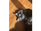 Adopt Lucio a Black (Mostly) Domestic Mediumhair / Mixed (medium coat) cat in