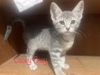 Adopt Lacey Gray a Gray, Blue or Silver Tabby Domestic Shorthair (short coat)