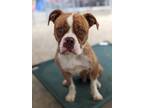 Adopt Batman* a American Staffordshire Terrier / Boxer / Mixed dog in Pomona