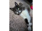 Adopt Marley a Gray or Blue (Mostly) Tabby / Mixed (medium coat) cat in