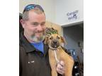Adopt Henson a Tan/Yellow/Fawn Black Mouth Cur / Mixed dog in Marshall