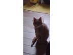 Adopt Monkey a Orange or Red American Shorthair / Mixed cat in Lawrenceville