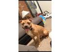 Adopt Kane a Brown/Chocolate - with White American Pit Bull Terrier / Labrador