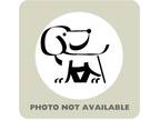 Adopt 54070512 a Black Border Terrier / American Pit Bull Terrier / Mixed dog in