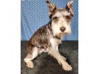 Adopt Ruby Holler a Brown/Chocolate - with Tan Schnauzer (Standard) / Mixed dog