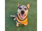 Adopt Rip a Australian Cattle Dog / Mixed dog in Topeka, KS (39110528)