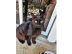 Adopt Catsper a All Black American Shorthair / Mixed (medium coat) cat in