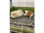 Adopt Betty(petsmart) a Guinea Pig small animal in Cornwall, ON (39110544)