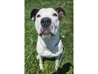 Adopt Stewie a Pit Bull Terrier / Mixed dog in Lancaster, OH (39110487)