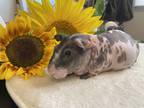 Adopt Fred a Guinea Pig small animal in Nanaimo, BC (39079397)