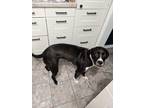 Adopt Banjo a Black - with White Labrador Retriever / Mutt / Mixed dog in Kent