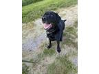Adopt Bodi a Black Labrador Retriever / Mixed dog in Columbus, IN (39107489)