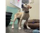 Adopt Latte a Great Pyrenees / Mixed Breed (Medium) / Mixed dog in Neosho