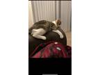 Adopt Leo a Brown Tabby American Shorthair / Mixed (medium coat) cat in