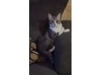 Adopt Estrella a Gray, Blue or Silver Tabby American Shorthair / Mixed cat in