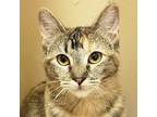 Adopt Bengal a Tortoiseshell Domestic Shorthair / Mixed (short coat) cat in