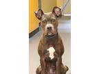 Adopt 23-08-2703 Trinity a Boxer / Mixed dog in Dallas, GA (39110321)