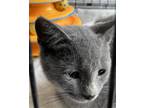 Adopt Cinder a Gray or Blue American Shorthair / Mixed (short coat) cat in