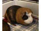 Adopt Pancake a Tan or Beige Guinea Pig (short coat) small animal in Andover