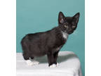 Adopt Jacob a All Black Domestic Shorthair / Domestic Shorthair / Mixed cat in