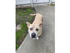 Adopt Mandy a American Staffordshire Terrier / American Pit Bull Terrier / Mixed