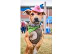 Adopt Jumborton a Australian Cattle Dog / Mixed dog in Fort Lupton