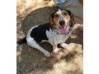 Adopt Wonder Dog a Tricolor (Tan/Brown & Black & White) Beagle / Basset Hound /