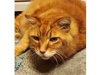 Adopt Pudge a Orange or Red Maine Coon / Mixed (long coat) cat in Nashville