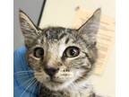 Adopt Rachel a Domestic Shorthair / Mixed cat in Spokane Valley, WA (39110255)