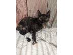 Adopt Bean a Tortoiseshell Domestic Shorthair (short coat) cat in Philadelphia