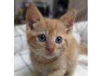 Adopt Cinco a Orange or Red Tabby Domestic Shorthair (short coat) cat in Ozark